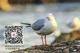 文化中国行｜白雪纷纷何所似？未若柳絮因风起……今日，我们迎来大雪节气图片