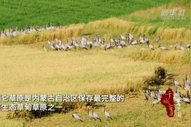 千城百县看中国｜内蒙古：蓑羽鹤飞舞额仑草原图片