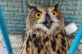 “我就吃了能咋地！” 昆明一只雕鸮钻进鸽棚吃“自助餐”，怎么赶也不肯走图片