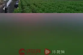 日本用电子“怪物狼”代替稻草人，驱赶野猪等动物远离人类领地图片