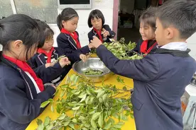 孩子们化身魔法师，把白饭变成乌饭图片