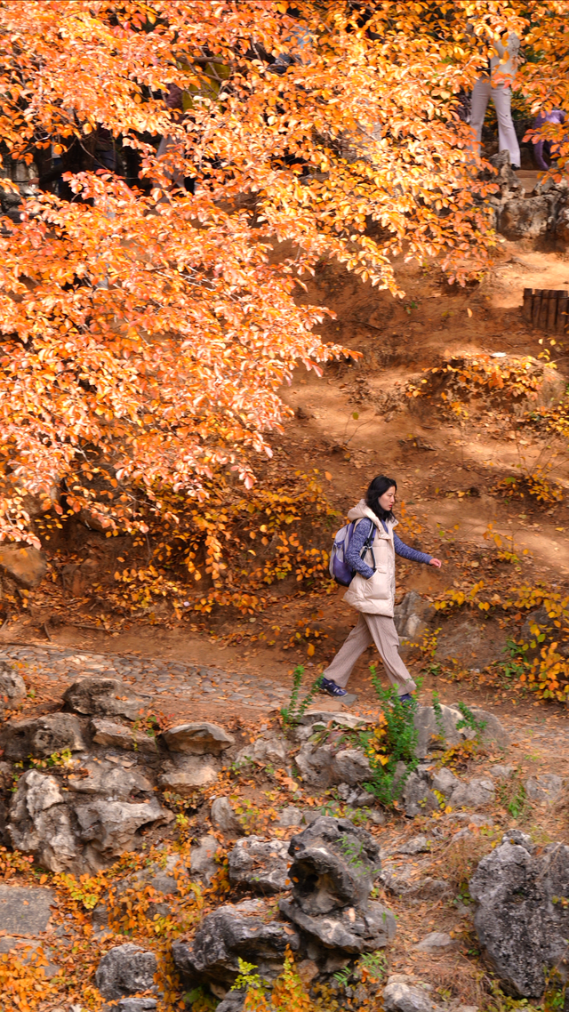 北京公园缓扫落叶让金秋美景超长待机至初冬