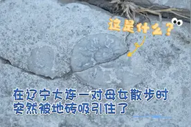 散步都能发现 “宝藏”！大连母女与4亿年前化石的奇妙邂逅图片