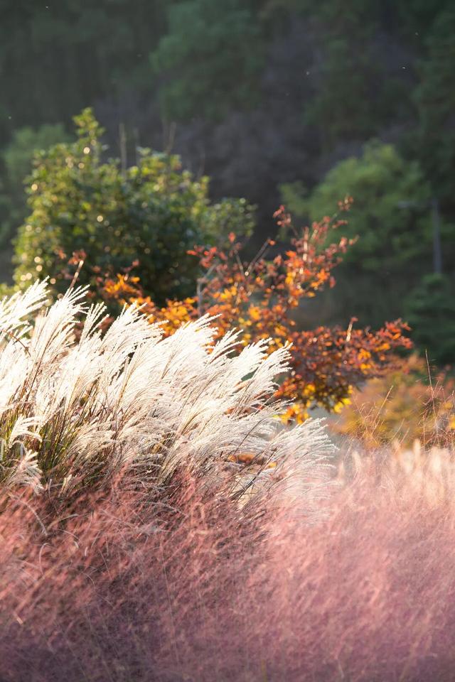 跟着这条线路，周末赏秋去！