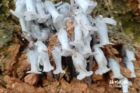 “幽灵之花”惊现闽侯图片