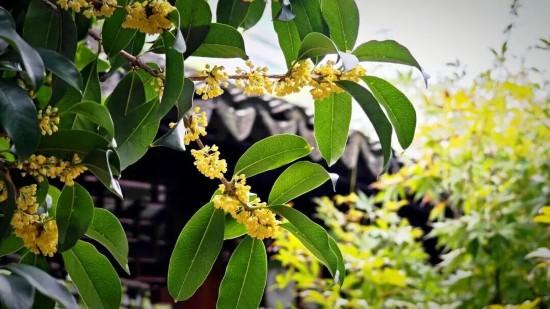 公园免票、《繁花》终季首演 本周上海文旅指南