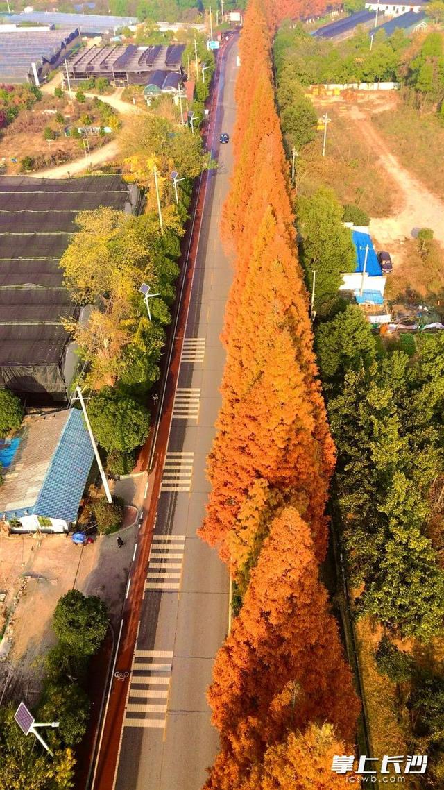 红杉如火！这条路上的水杉进入最佳观赏期