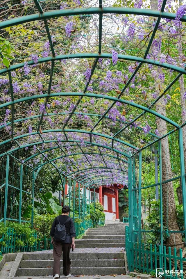 梦幻四月！福州紫藤花廊上线