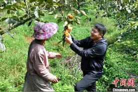 （台青话融合）“台农二代”在大陆做农场主：让生态农场转型欧式休闲农庄图片