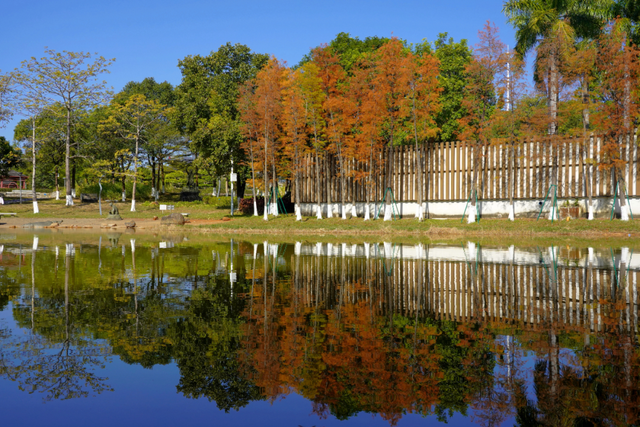 视觉增城｜落羽杉披“红妆” ！快来解锁增城冬日生态画卷