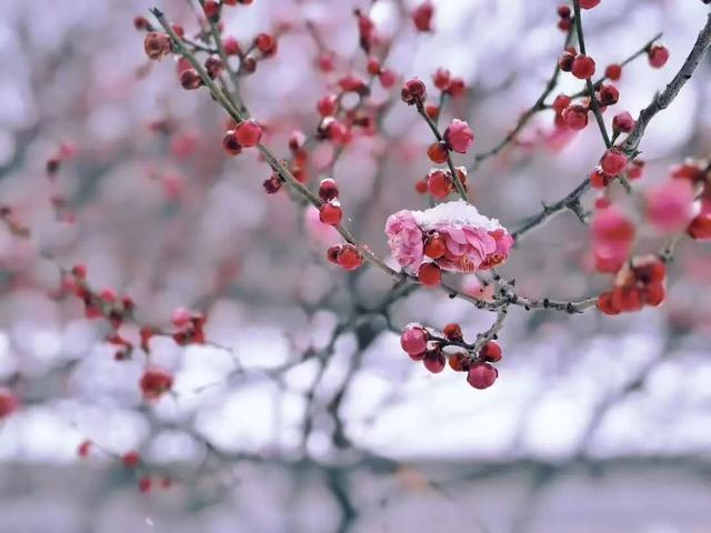 宜兴一下雪，就美成了阳羡！