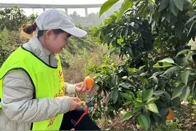 渝北区古路镇：500亩果冻橙迎丰收 村集体经济年均增收将达10万元图片