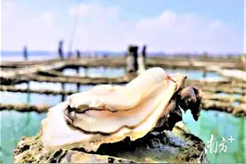 “蚝味道”从何而来？带你了解“蚝的一生”图片