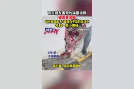 百万网友围观的猫猫涂鸦被恶意涂毁，创作者回应：只是想在平淡的生活中寻找一些小美好图片