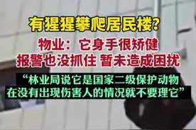 有猩猩攀爬居民楼?物业:它身手很矫健，报警也没抓住，暂未造成困扰。图片