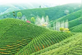 3月份我省出口茶叶及茶制品货值创新高 信阳毛尖香飘海外图片