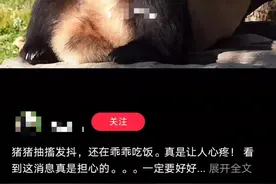 大熊猫“福宝”状况异常引全网关心，熊猫中心神树坪基地：出现发抖抽搐，会全面检查图片