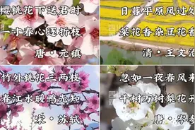联播观察丨赏花正当时 跟着诗歌春游四川图片