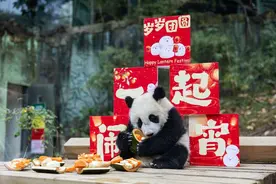 大熊猫“妹猪”闹元宵，享粤式团圆大餐图片