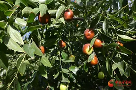 敦煌：种植水果枣 走出致富路图片