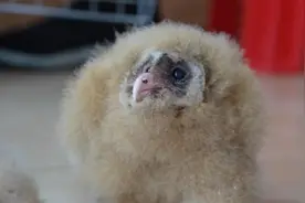 江西万安：像鹰又像猴 呆萌怪鸟有来头图片