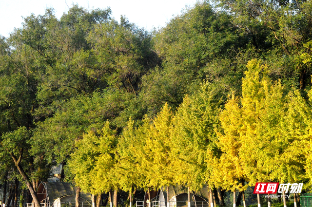 慈利县琵琶花海：银杏黄 游人忙   (组图）