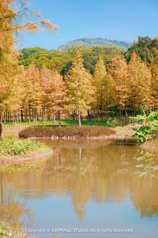 深圳秋日限定：三处落羽杉秘境，邂逅南国绚烂之季