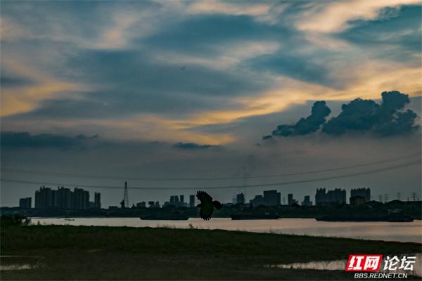 推窗何必远行？益阳十洲公园，坐收泼墨晚霞的天地馈赠