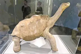 圣克鲁斯岛的神奇动物在哪里？图片