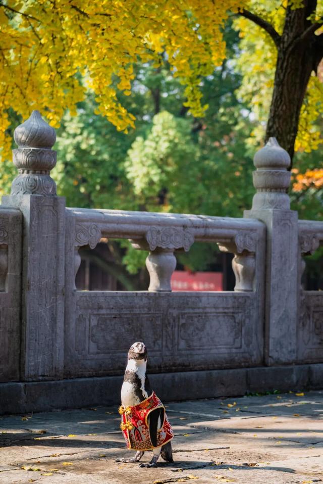 您的QQ已在朝天宫登录！