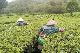 春暖茶飘香 茶农采摘忙图片