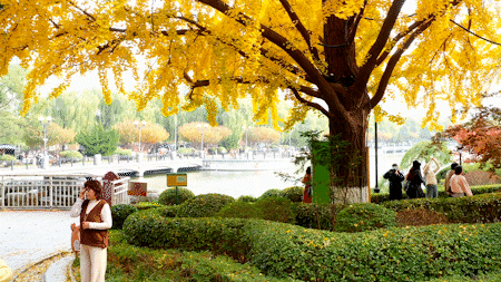 尽享秋日浪漫，大连24个“叶景打卡地”名单来了！