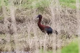 这些“国宝”，到访河南丹江湿地图片