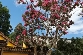 云南昆明：紫薇古树花开灿烂图片