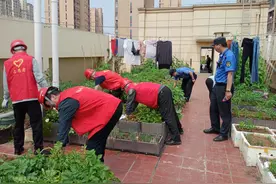 胡家冲社区：楼顶种菜危害大，“宜接就办”清隐患图片