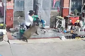 女子为保护孩子被野猪撞倒 事发地并非上海青浦图片