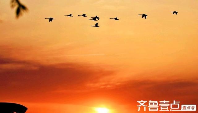北龙湖湿地公园天鹅遇上橘色朝霞