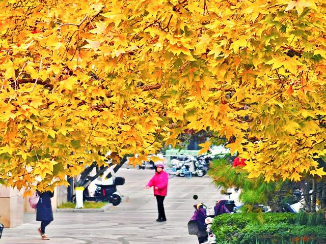秋日清晨的北京，色彩饱和度拉满！