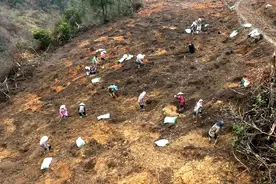 麻江：木姜子种植忙图片