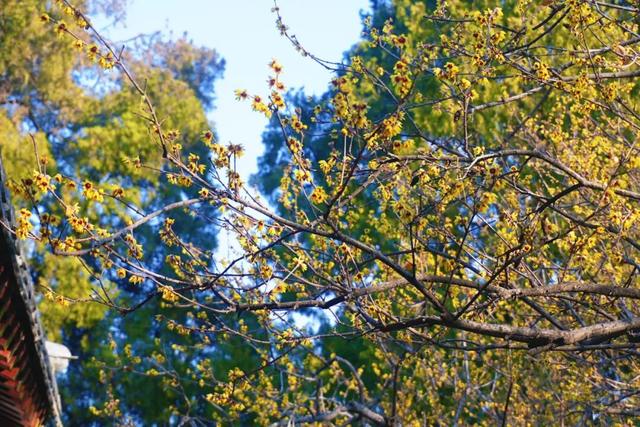 组图丨泰山王母池蜡梅映古刹 暗香醉游人