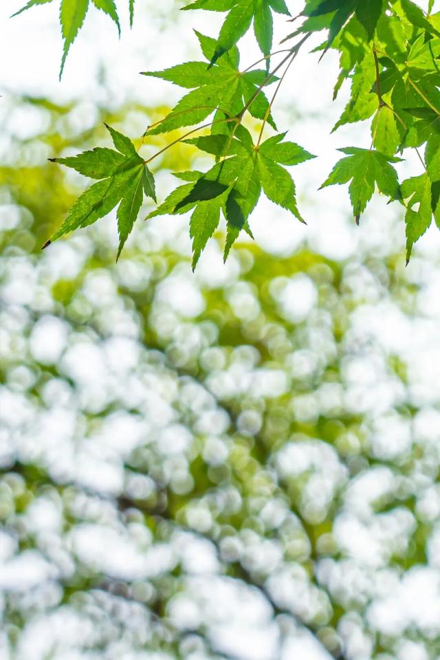 四时天工 扬州如画