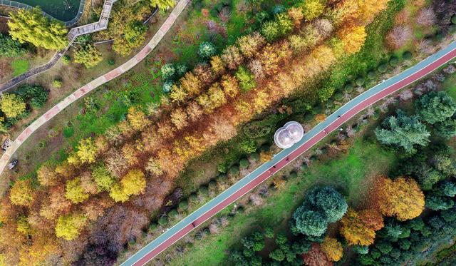 孟津区：城区公园秋色斑斓