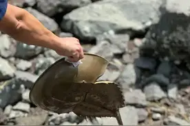 网友在深圳湾，偶遇“蓝血生物”！图片