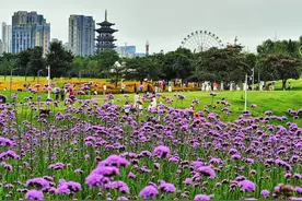 洋湖湿地花开成海图片