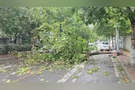 “联动式”巡逻处置超70株树木 南通市区市政绿化系统启动“全天候”抗台方案图片