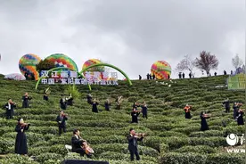 紫阳县26万亩富硒茶开园采摘图片