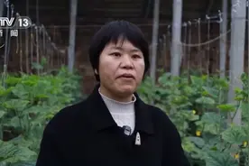 蔬菜也要盖棉被 寒潮下蔬菜这样稳产保供图片