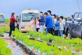 良种良苗育出橡胶好“长势” 全国网媒行走进海南橡胶邦溪种苗基地图片
