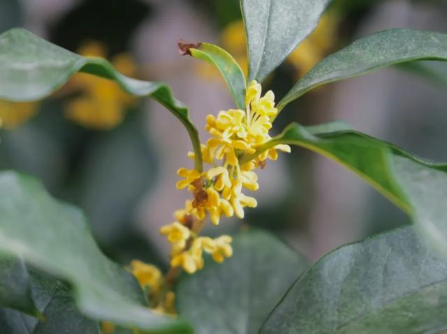 你闻到了吗？台江这些地方好香！