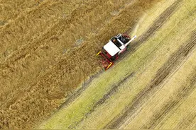 河北枣强：油菜开镰采收忙图片